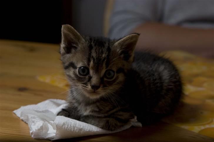 Huskat Mister  RIP  - Uhh, det er hårdt at lege med køkkenrulle .. billede 8
