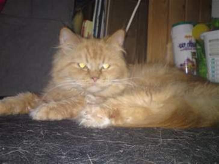 Perser Bøllemis - Er Jeg ikke bare super dejlig ? *S* billede 3