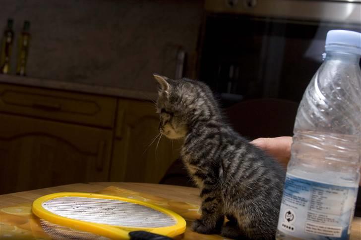 Huskat Mister  RIP  - Hva bruger man sådan en til ?? billede 9