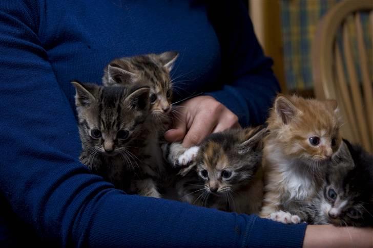 Huskat Mister  RIP  - Her er jeg så sammen med alle mine søskende :)  , Kan du finde mig ? billede 10