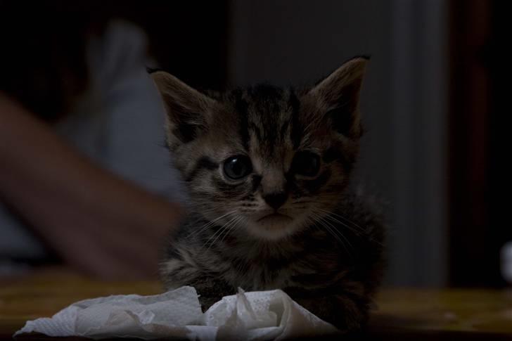 Huskat Mister  RIP  - Jeg ligger ikke på bordet nej , det må være noget du tror ?? . billede 11