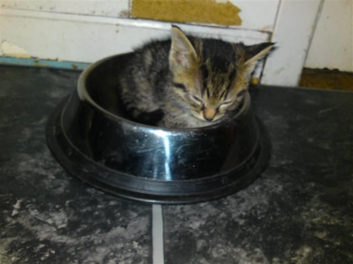 Huskat Mister  RIP  - Det bedste sovested ?? .. billede 12