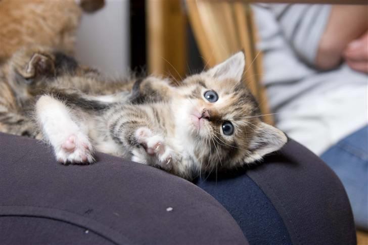 Huskat Minnie "Død" - Hygge putter og leger. :o) billede 5