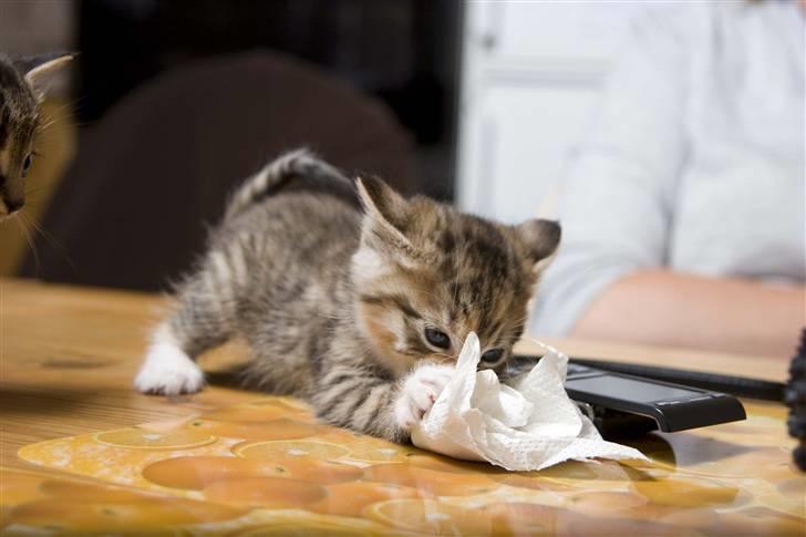 Huskat Minnie "Død" - Går til angreb på køkkenrulle. :o) billede 6