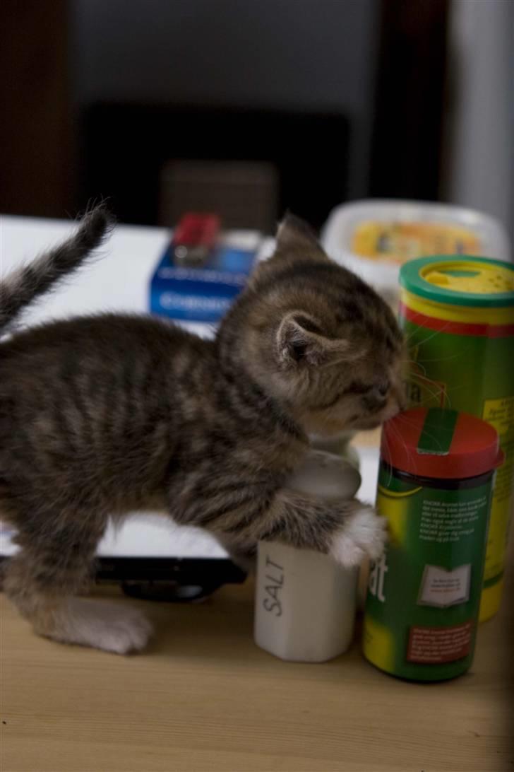 Huskat Minnie "Død" - Umm, Knorr Aromat. :o) billede 7