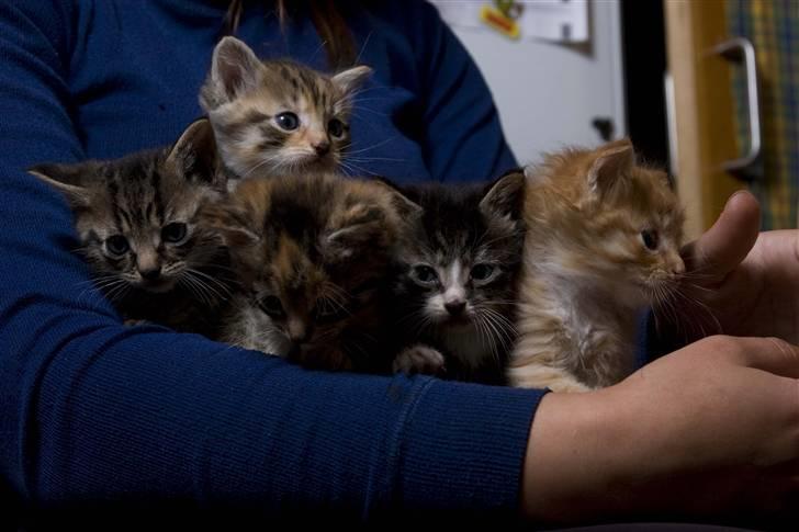 Huskat Minnie "Død" - Minnie sammen med alle sine søskende. Kan du finde mig? :o) billede 8