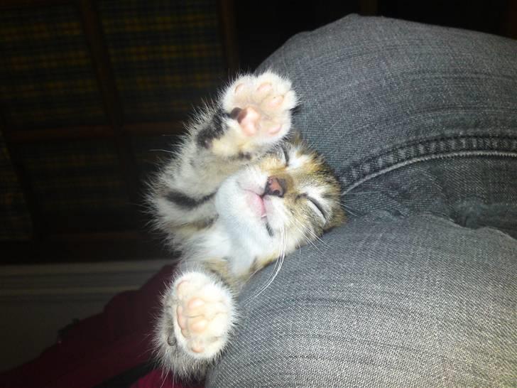 Huskat Minnie "Død" - Ahh, sover dejligt. :o) billede 9