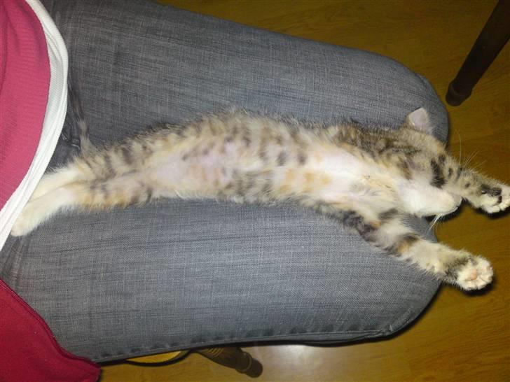 Huskat Minnie "Død" - Ahh, sover dejligt. :o) billede 10