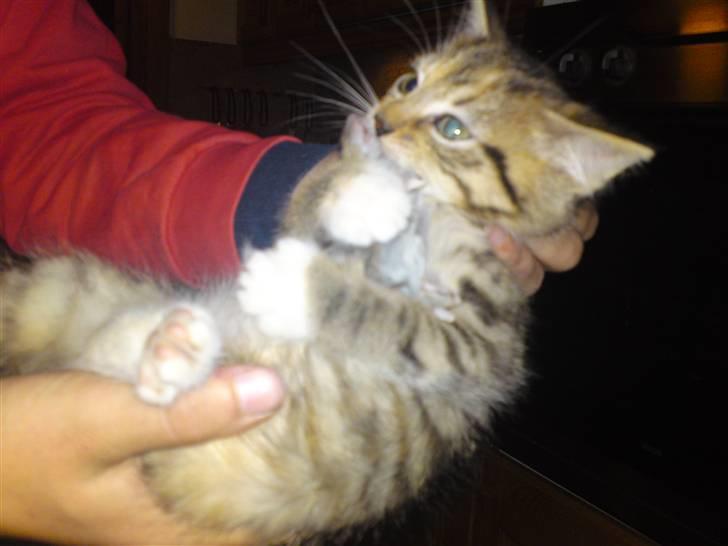 Huskat Minnie "Død" - Minnie med mus i munden. :o) billede 11