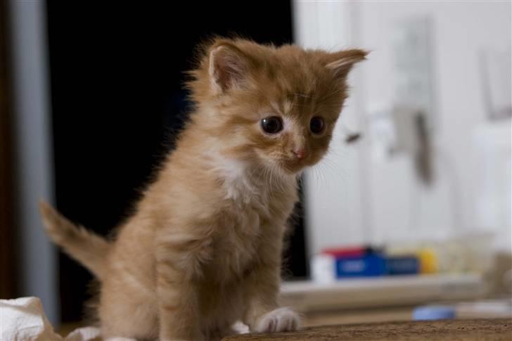 Huskat Aslan (VÆK) - Hva søren er det ? billede 1