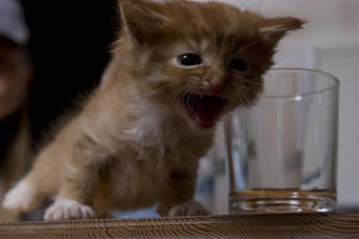 Huskat Aslan (VÆK) - Jeg er den store farlige løve Aslan billede 2