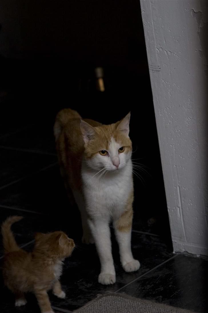 Huskat Aslan (VÆK) - Bliver jeg også ligeså stor som dig Tarzan ? billede 3