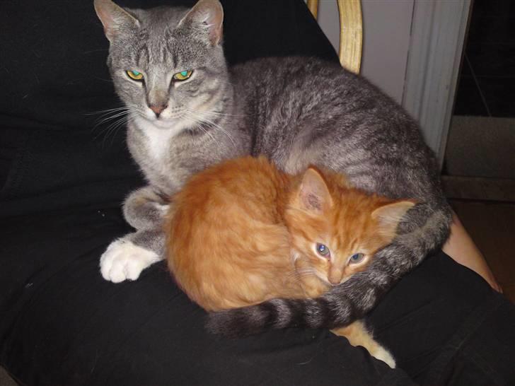 Huskat Aslan (VÆK) - Elsker at hygge med Mickey  billede 5