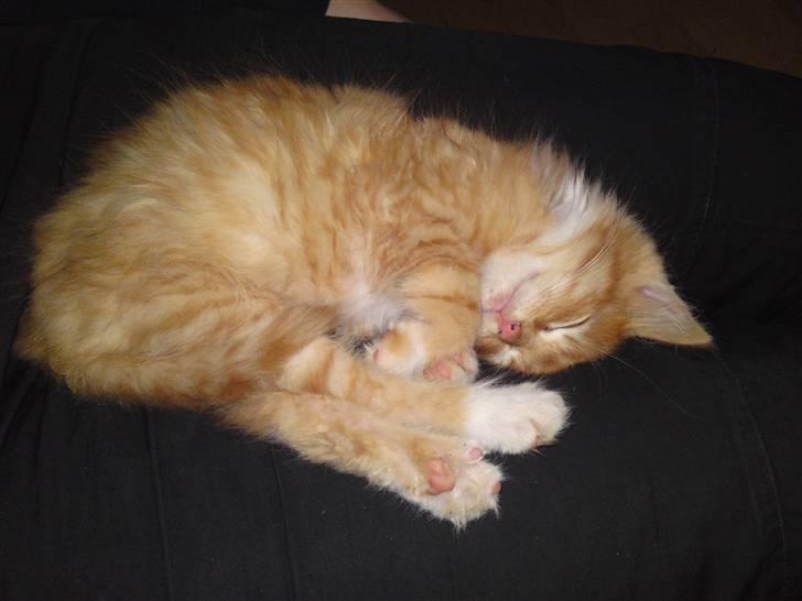 Huskat Aslan (VÆK) - Uhh, så blev jeg træt efter alt det leg .. billede 6