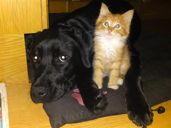 Huskat Aslan (VÆK) - Jeg elsker Bella :D billede 7