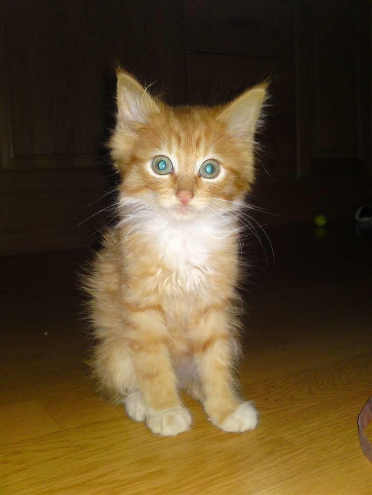 Huskat Aslan (VÆK) - Hvor er jeg bare lækker ? billede 8