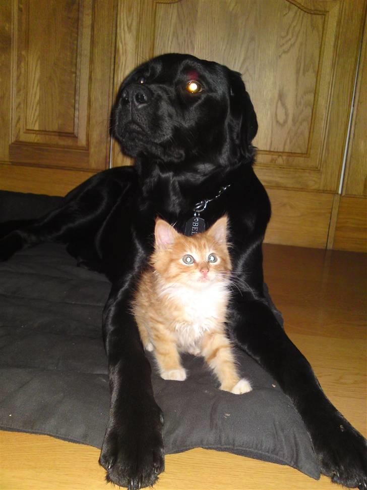 Huskat Aslan (VÆK) - Mig og Bella billede 9