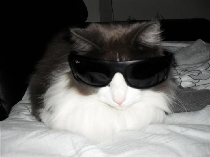 Norsk Skovkat chilli - Mor synes det er så sjovt at give mig solbriller på hmm hun er tosset :)  billede 18