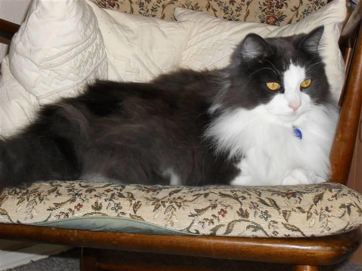 Norsk Skovkat chilli - Den her gyngestol er bare så dejlig at ligge i så det er kun min !  billede 19