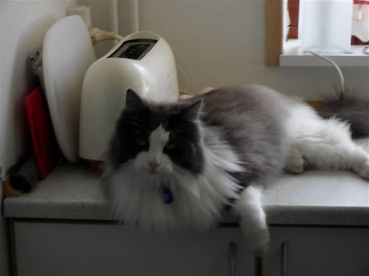 Norsk Skovkat chilli - jeg vil rigtig gerne ligge på bordet selvom jeg ik må :)  billede 20