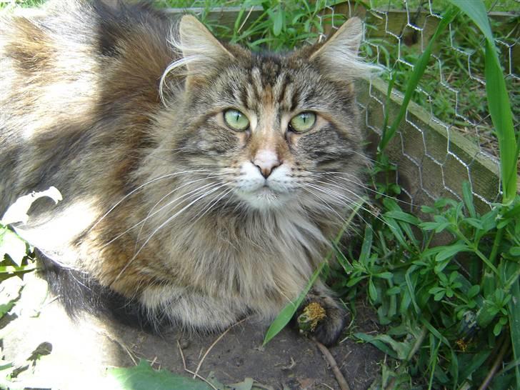 Maine Coon Blossum - blossum billede 1