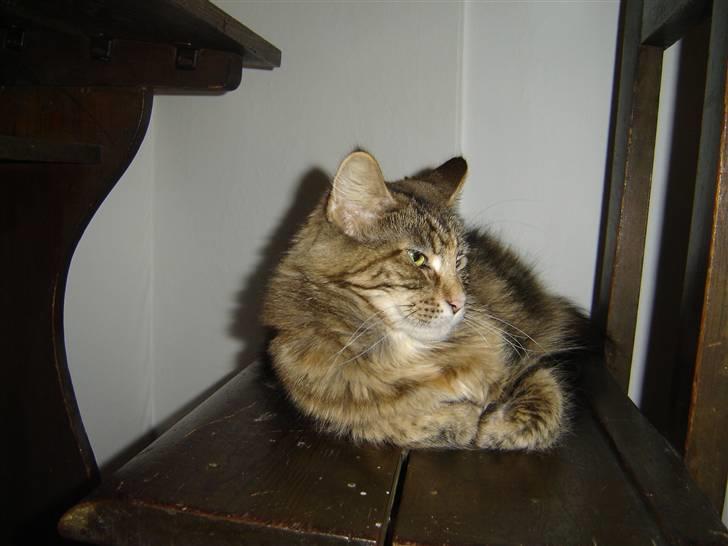 Maine Coon Blossum - Blossum ! billede 2