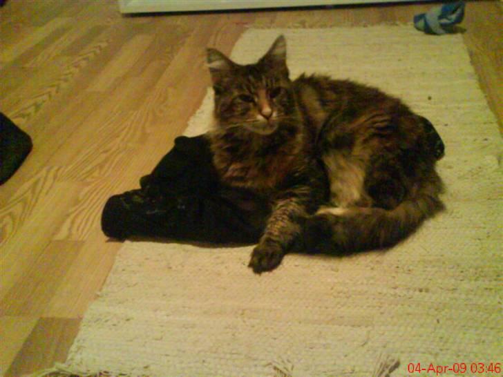 Maine Coon Blossum billede 3