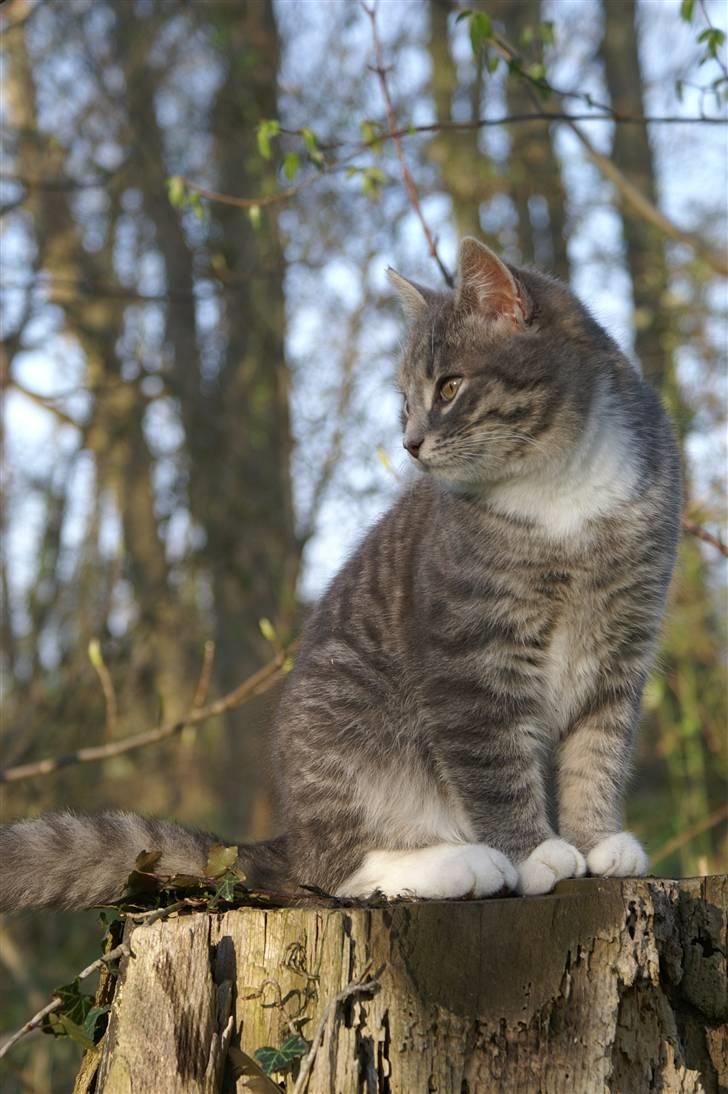 Blanding af racer Fister (mindeprofil) - Min smukke dreng i aftenlyset. billede 1