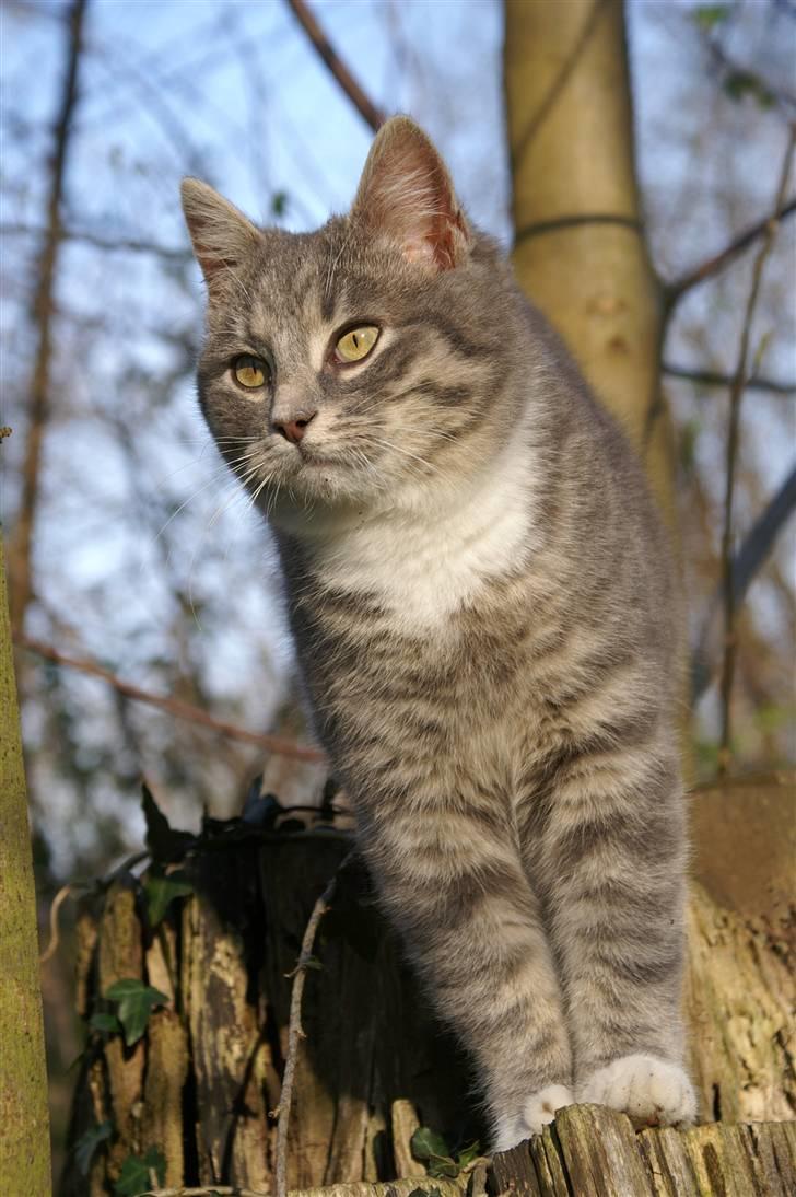 Blanding af racer Fister (mindeprofil) - Min smukke dreng i aftenlyset. billede 2