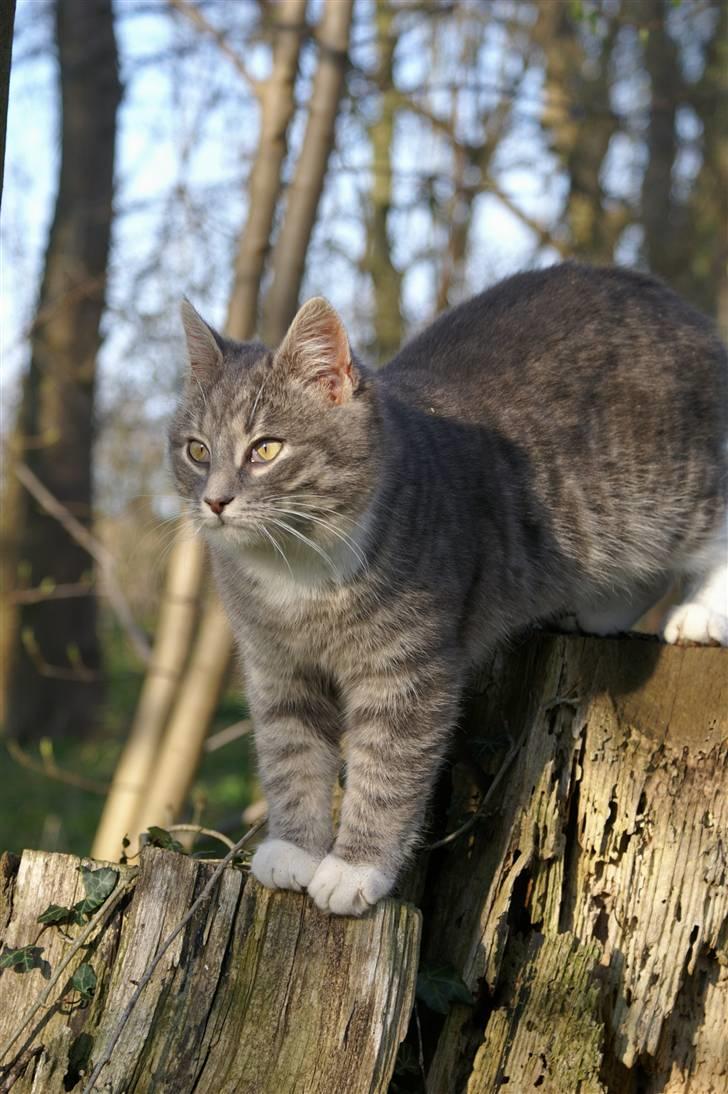 Blanding af racer Fister (mindeprofil) - Min smukke dreng i aftenlyset. billede 3