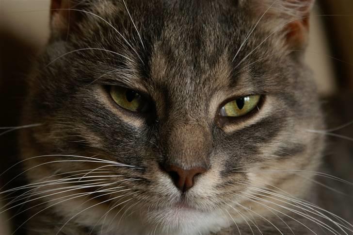 Blanding af racer Fister (mindeprofil) - Lion. billede 4