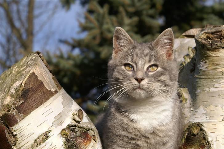 Blanding af racer Fister (mindeprofil) - Fister i trætop. billede 5