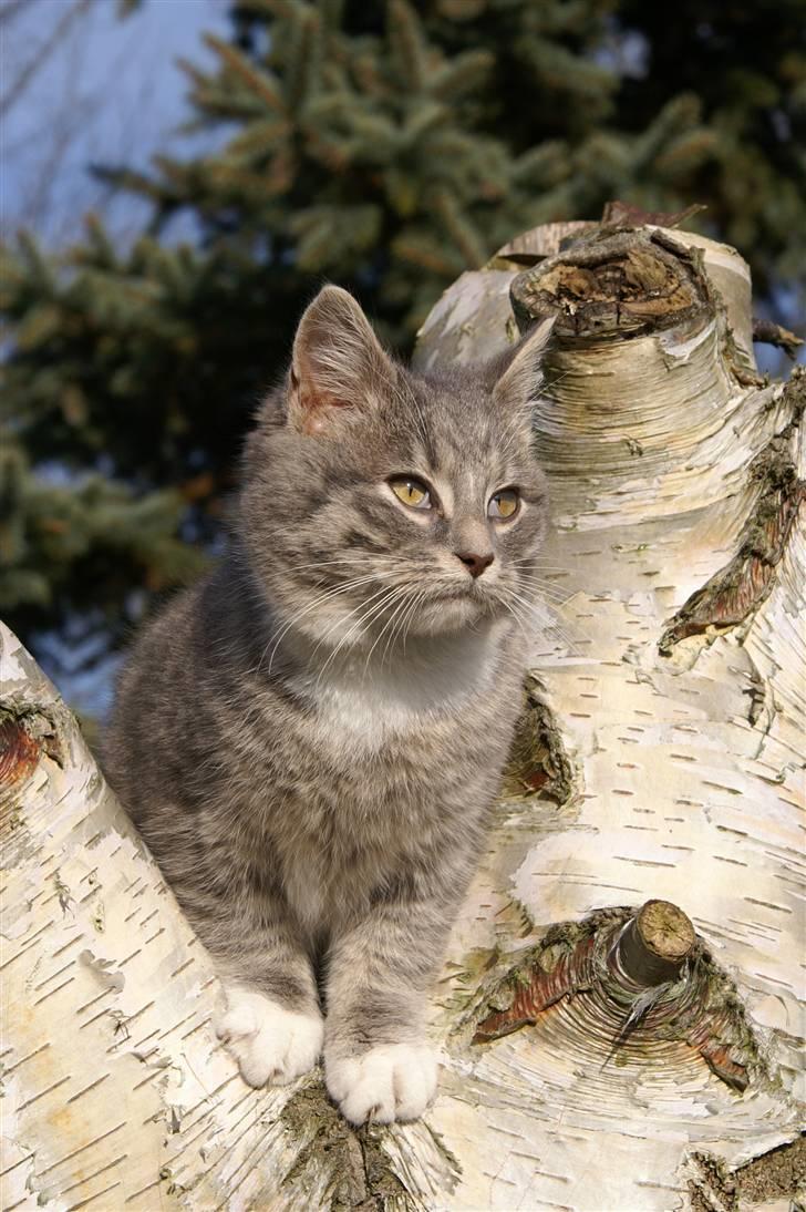 Blanding af racer Fister (mindeprofil) - Fister i trætop. billede 6