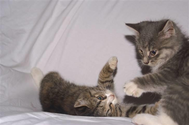 Blanding af racer Fister (mindeprofil) - Hans søster og ham selv. billede 7