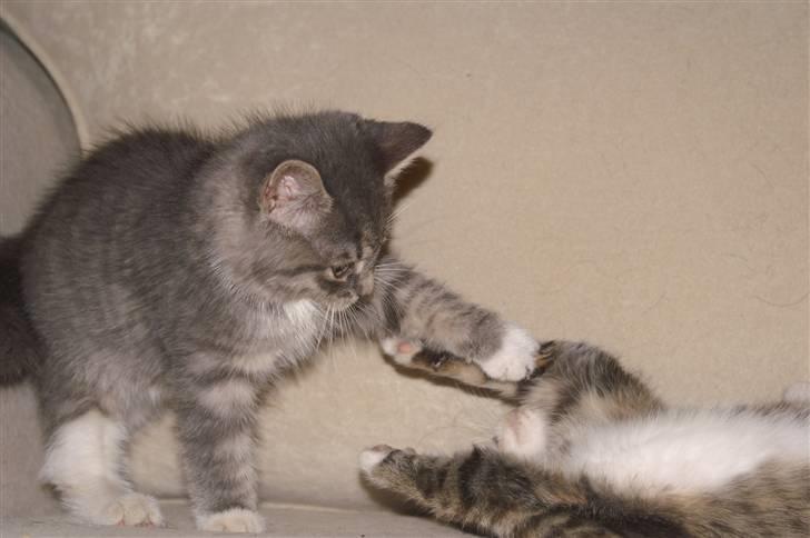 Blanding af racer Fister (mindeprofil) - Hans søster og ham selv. billede 8