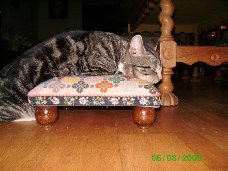 Huskat Mikey Junior - Så slapper man rigtigt af :D  billede 2