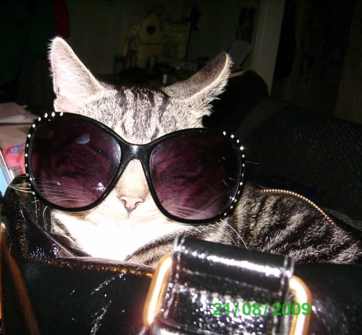 Huskat Mikey Junior - Her har Junior så lagt sig op i min taske frivilligt, men jeg kom så lige til at give ham solbriller på :D  billede 3