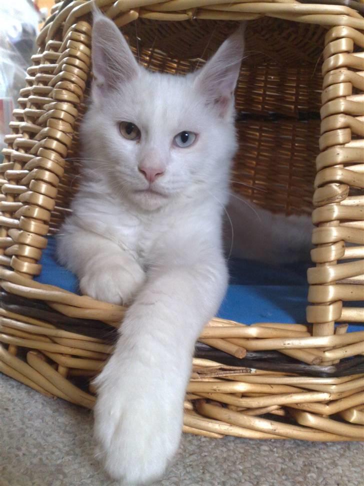 Maine Coon Pumba - 06.09.09 billede 7