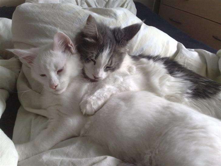 Maine Coon Pumba - 04.09.09 Min ældste søster Bianca, vasker mig :o) billede 8