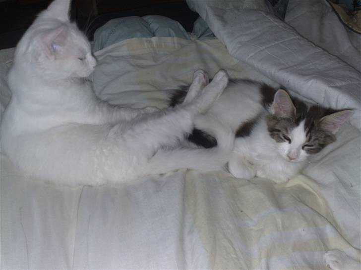 Maine Coon Pumba - 06.09.09. Min bror Timon er en rigtig god fodskammel billede 9