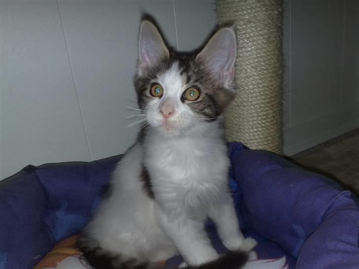 Maine Coon Timon - 06.09.09 billede 9