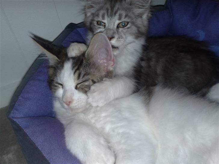 Maine Coon Timon - Min lilesøster  Nala, er god til at vaske. 06.09.09 billede 10