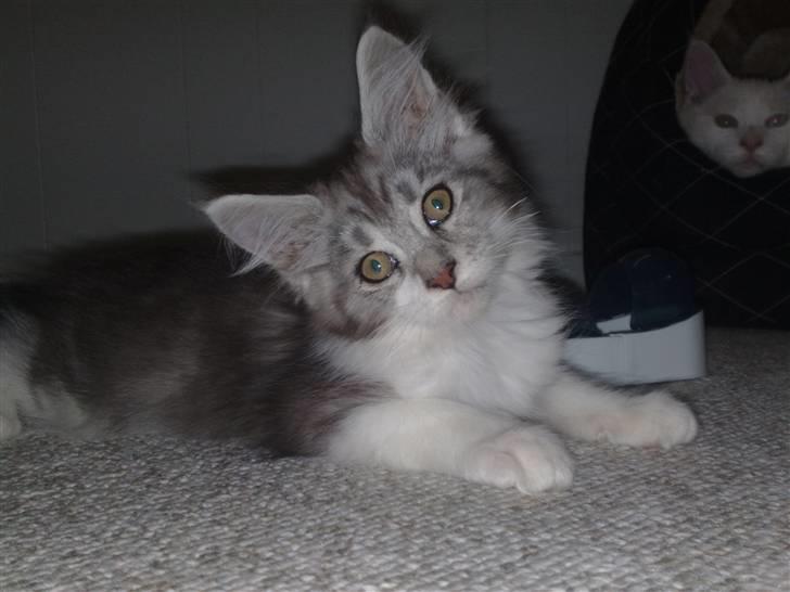 Maine Coon Nala - 05.09.09 billede 7