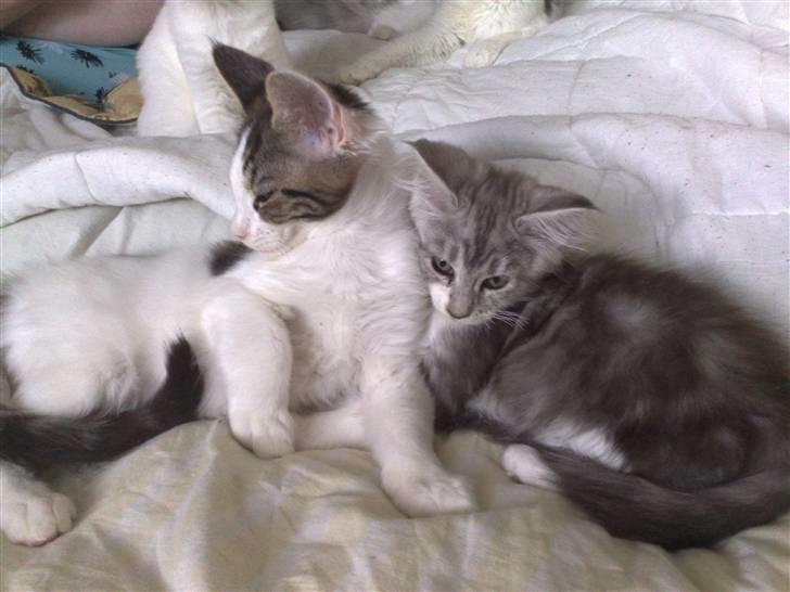 Maine Coon Nala - Timon er dejlig at putte indtil. 06.09.09 billede 8
