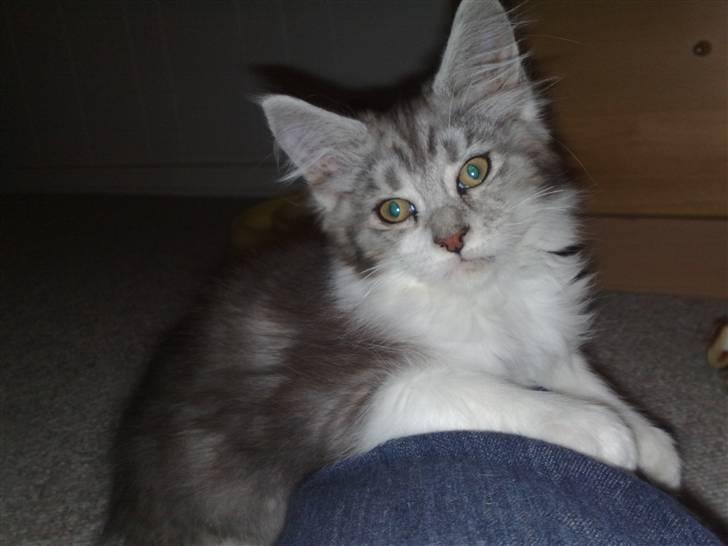 Maine Coon Nala billede 9