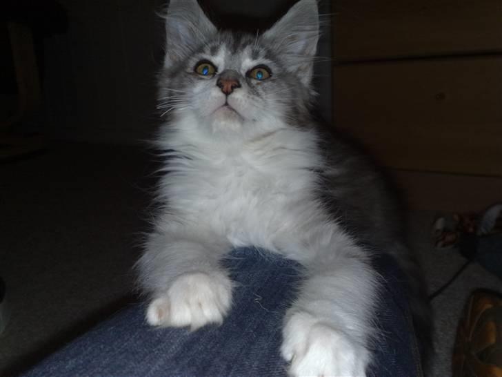 Maine Coon Nala - 06.09.09 billede 10