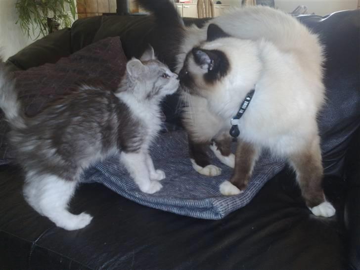 Maine Coon Nala - Hej Bedstefar Andy, er du snart færdig med at være sur så vi kan lege. :o)  billede 11