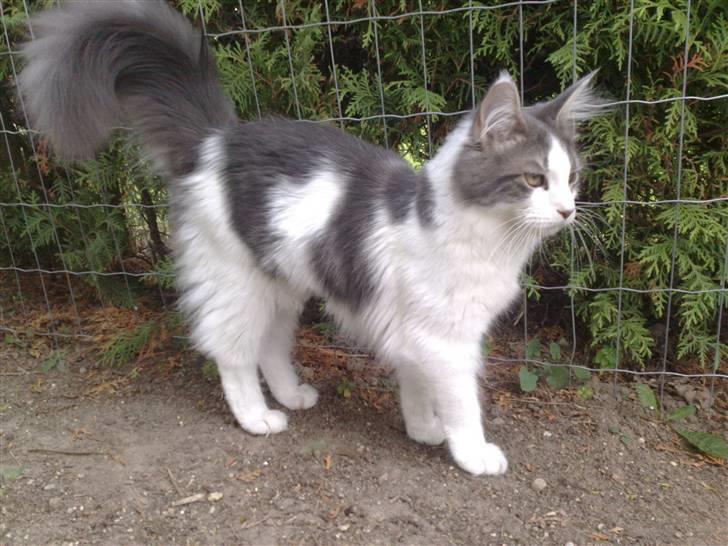 Maine Coon Bianca - Jeg er ved at være en stor pige nu :o) 04.09.09 billede 14