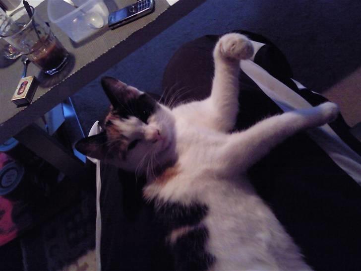 Huskat bumle ; Solgt;( - lille bumlemis. :) billede 1