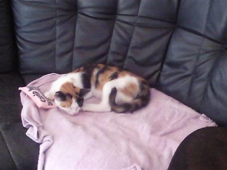 Huskat bumle ; Solgt;( billede 2